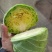 甘蓝扁包菜，基地供应量大质优价格优惠欢迎咨询采购