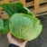 甘蓝扁包菜，基地供应量大质优价格优惠欢迎咨询采购