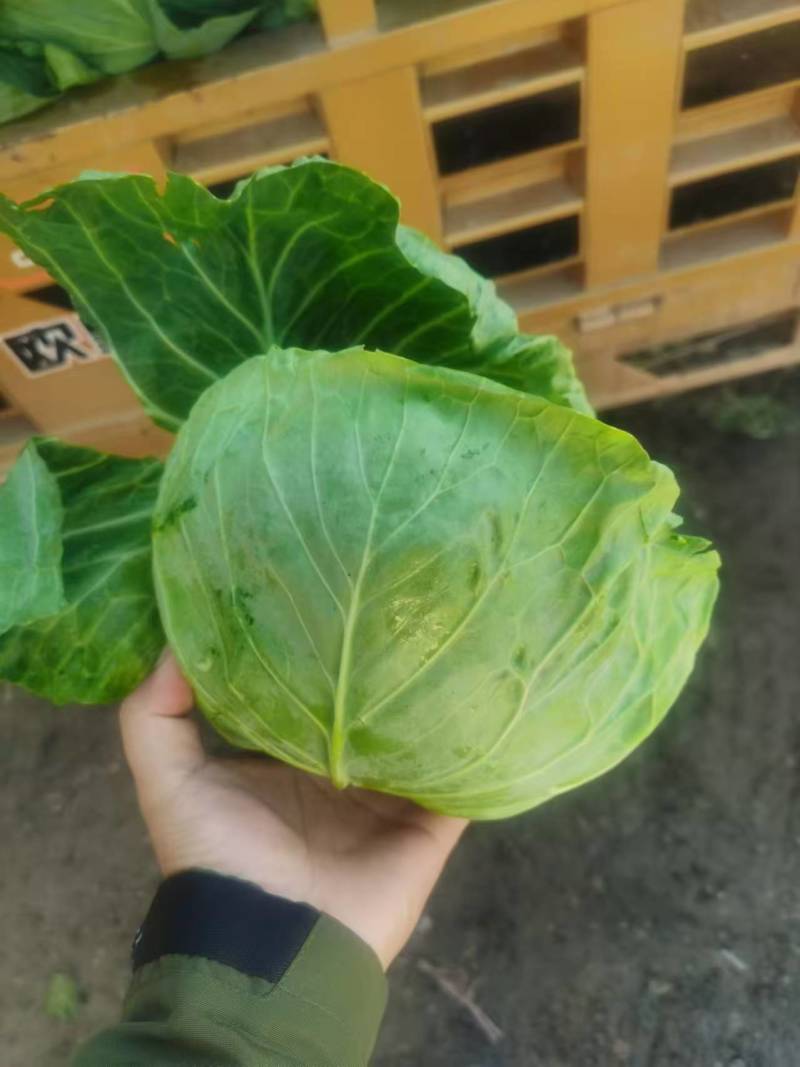 甘蓝扁包菜，基地供应量大质优价格优惠欢迎咨询采购