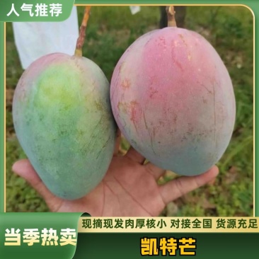 凯特芒，大量上市，供应全国市场电商工厂！