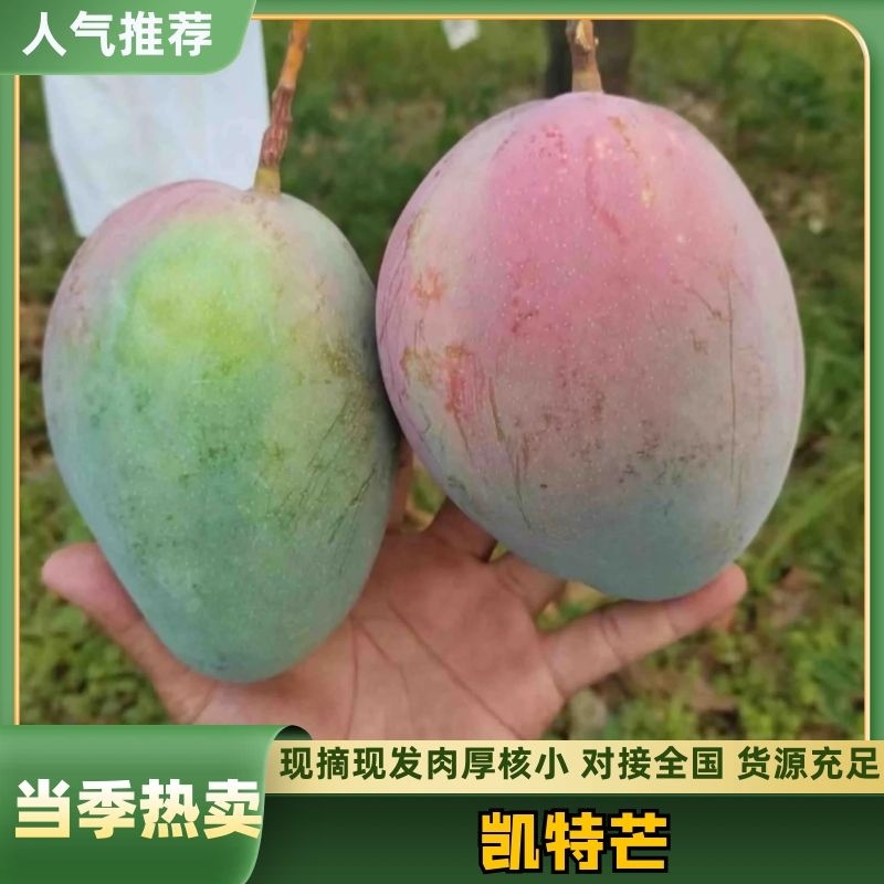凯特芒，大量上市，供应全国市场电商工厂！