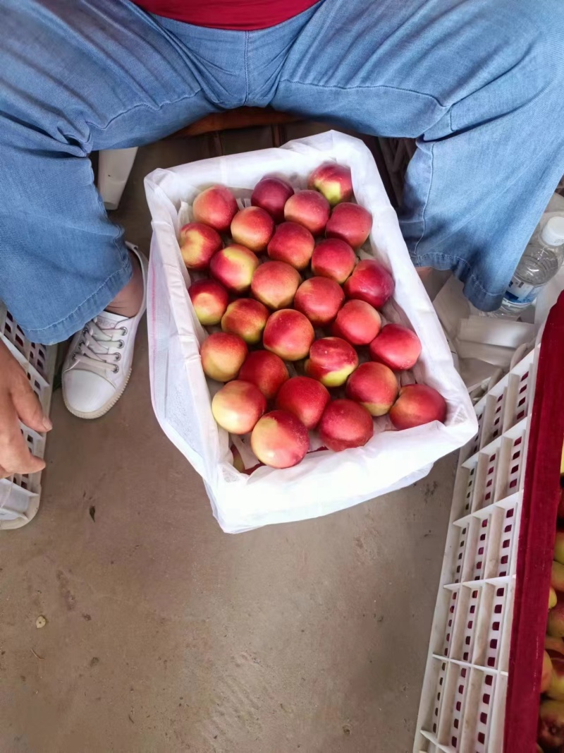 珍珠枣蜜桃油桃精品好货甜度高陕西产地直发全国批发商