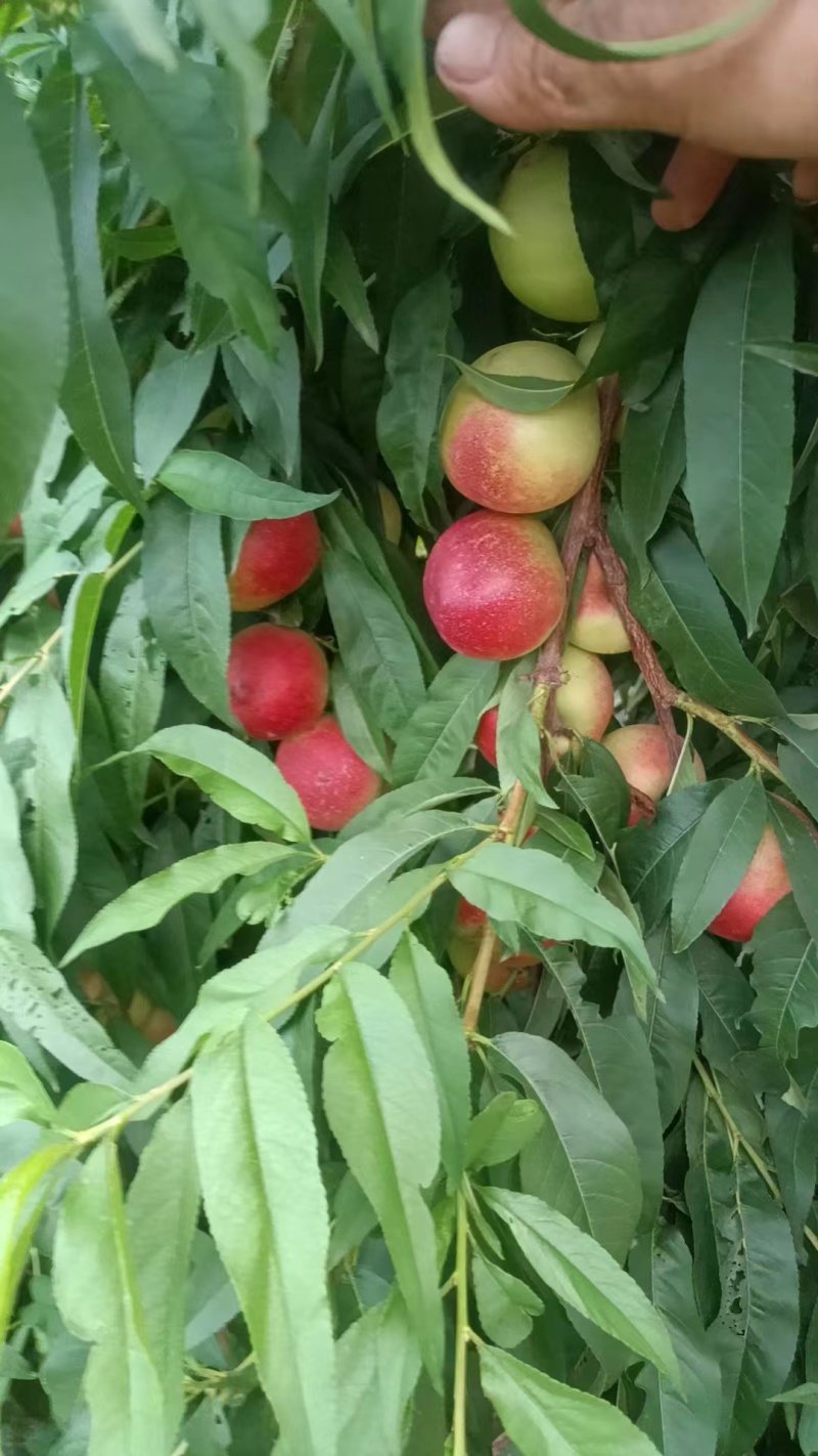 珍珠枣蜜桃油桃精品好货甜度高陕西产地直发全国批发商