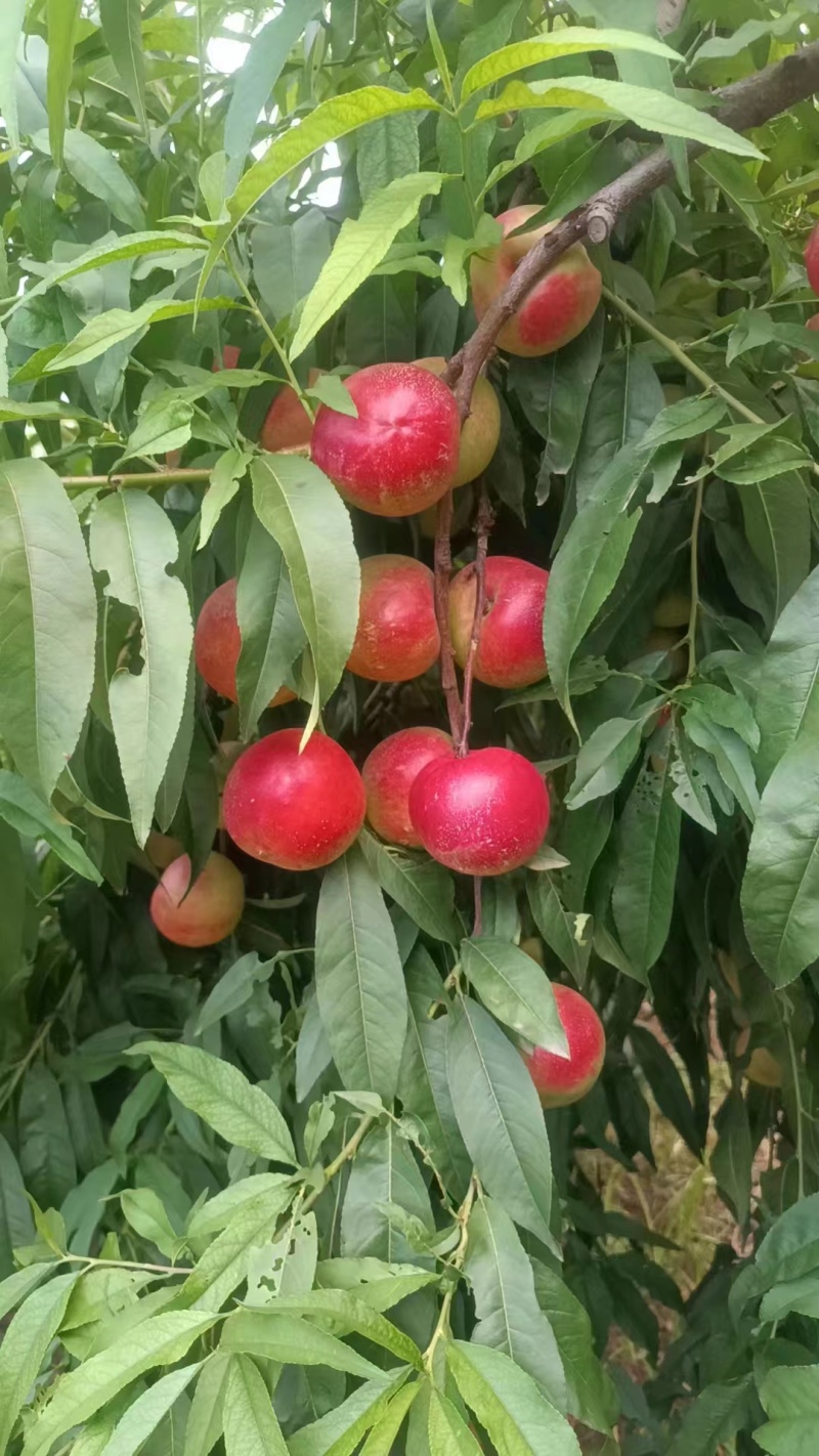 珍珠枣蜜桃油桃精品好货甜度高陕西产地直发全国批发商