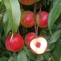 珍珠枣油桃油桃精品好货甜度高陕西产地直发全国批发商