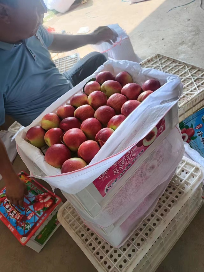 珍珠枣蜜桃油桃精品好货甜度高陕西产地直发全国批发商