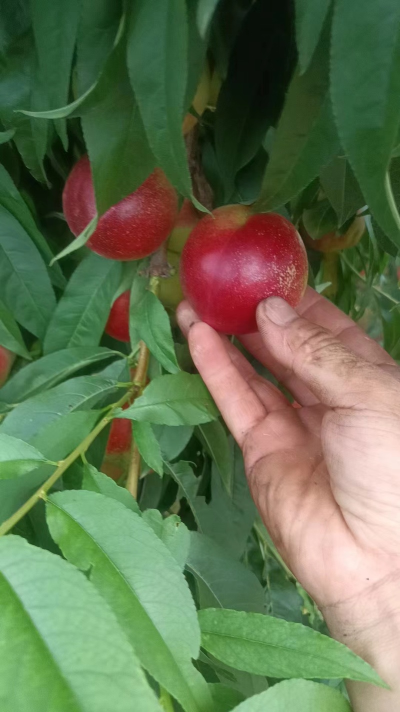 珍珠枣蜜桃油桃精品好货甜度高陕西产地直发全国批发商