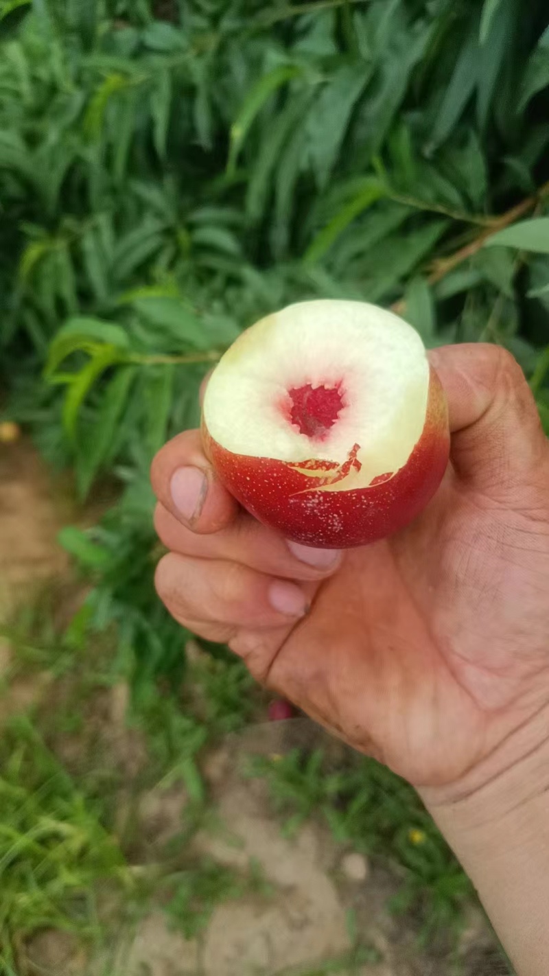 珍珠枣蜜桃油桃精品好货甜度高陕西产地直发全国批发商