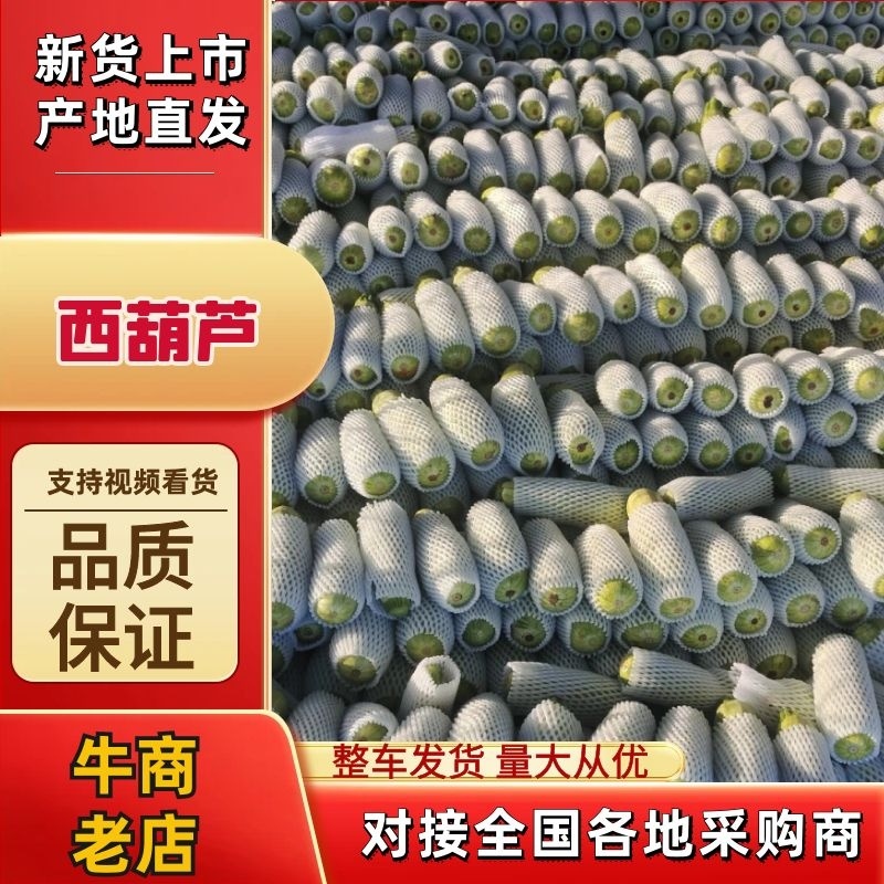 西葫芦，河北西葫芦，基地大量上市产地直发高品质保障