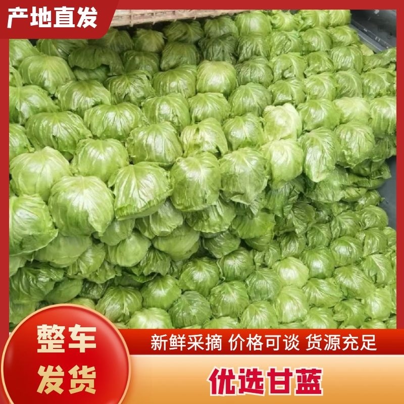 河北精品甘蓝圆甘蓝一手货源大量供应保质保量