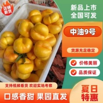 中油9号油蟠桃基地供应全国直销量大质优支持视频看货
