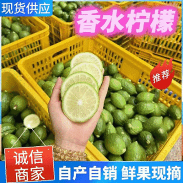 柠檬广西香水柠檬青色无籽柠檬自产自销现摘现发