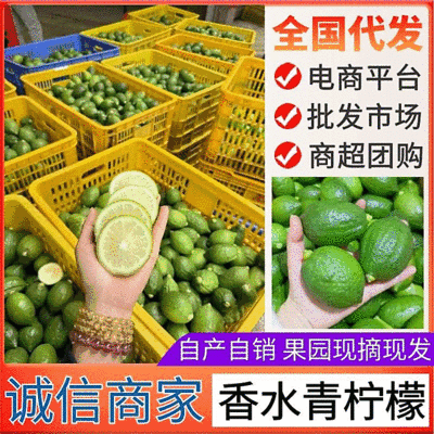 香水柠檬《自产自销》广西柠檬新鲜现摘供奶茶店~水果店