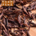 紫芽苞红茶红茶云南古树红茶紫芽苞花香蜜甜芽苞红