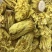 九品香水莲睡莲金莲花