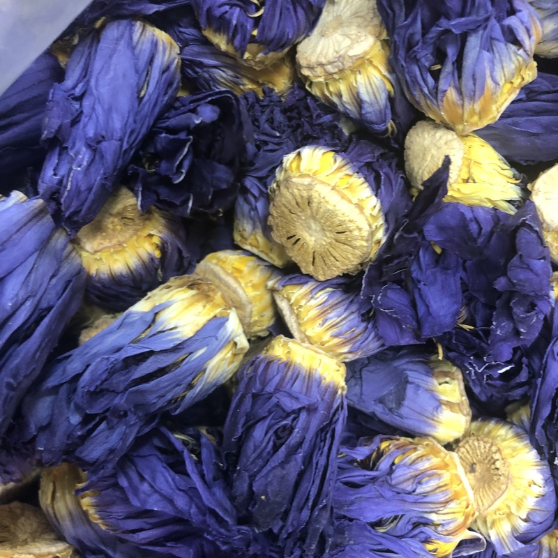 九品香水莲睡莲金莲花