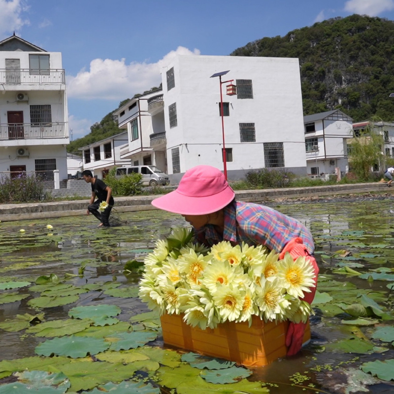 九品香水莲睡莲金莲花