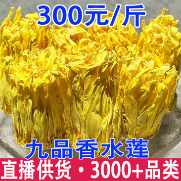 九品香水莲睡莲金莲花