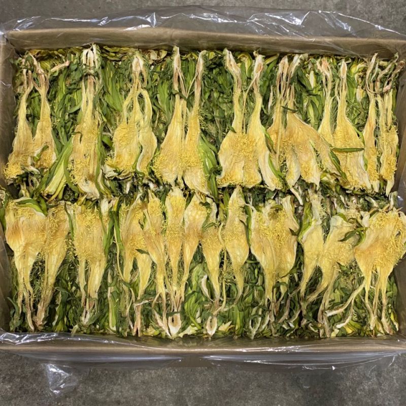 霸王花批发霸王花干货2024年新货鲜霸王花地摊货源新鲜剑