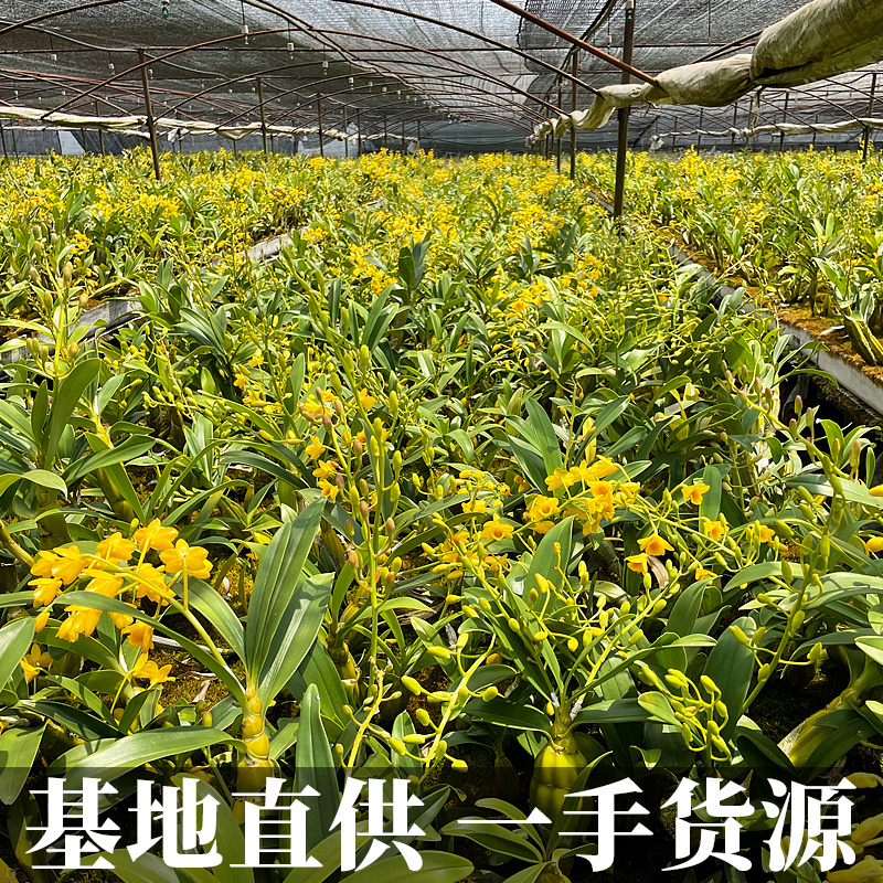 云南鼓槌石斛花新货铁皮鼓槌石斛花天籽兰花花草茶供应大