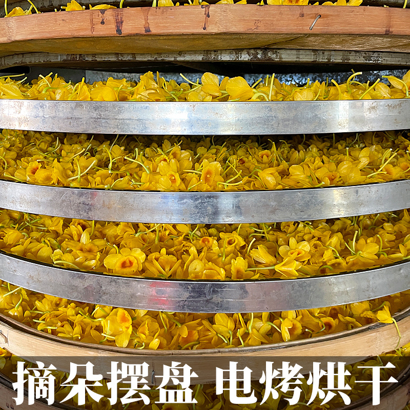 云南鼓槌石斛花新货铁皮鼓槌石斛花天籽兰花花草茶供应大