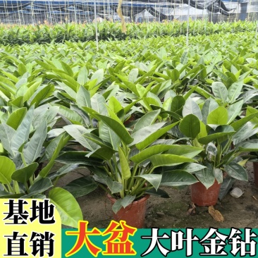 【大叶金钻】观叶植物大盆四季常青金钻大叶吸甲醛防辐射净化