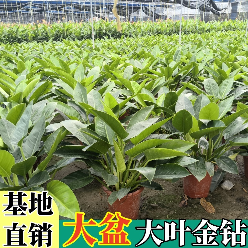 【大叶金钻】观叶植物大盆四季常青金钻大叶吸甲醛防辐射净化