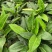 【大叶金钻】观叶植物大盆四季常青金钻大叶吸甲醛防辐射净化