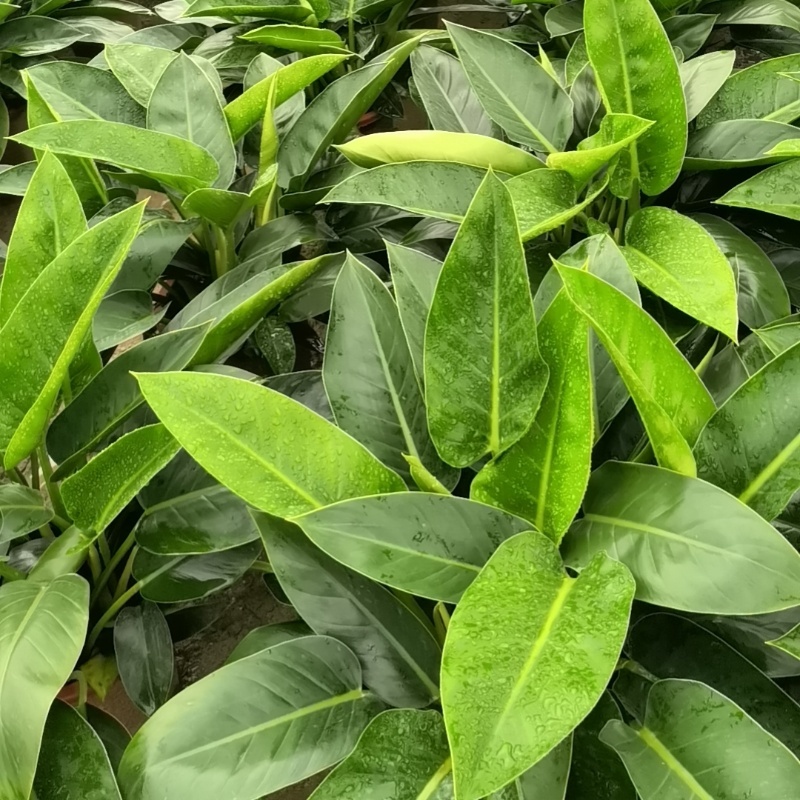 【大叶金钻】观叶植物大盆四季常青金钻大叶吸甲醛防辐射净化