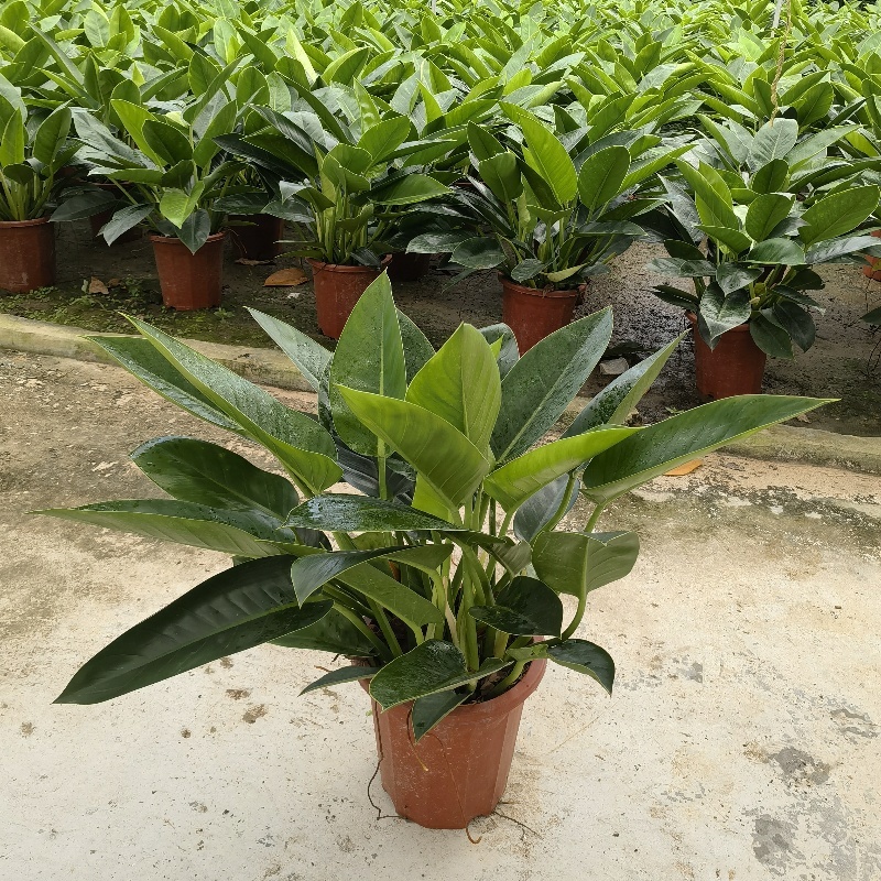 【大叶金钻】观叶植物大盆四季常青金钻大叶吸甲醛防辐射净化