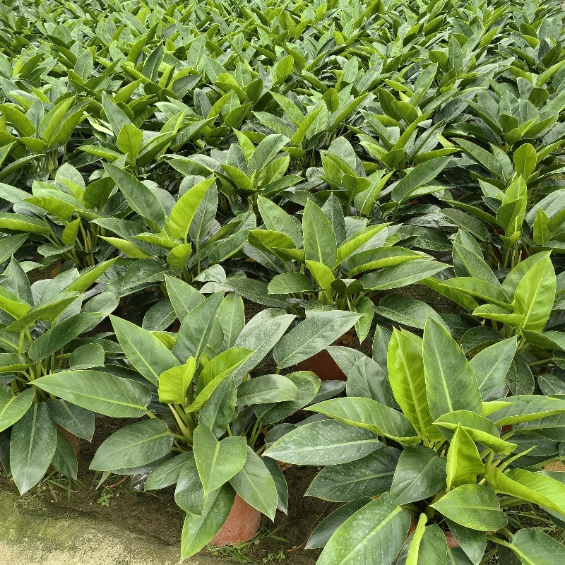 【大叶金钻】观叶植物大盆四季常青金钻大叶吸甲醛防辐射净化