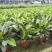 【大叶金钻】观叶植物大盆四季常青金钻大叶吸甲醛防辐射净化