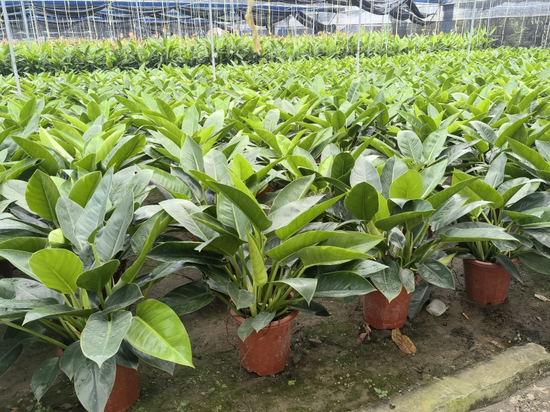【大叶金钻】观叶植物大盆四季常青金钻大叶吸甲醛防辐射净化