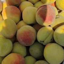 【优选】黄金冠梨-桃黄桃罐头厂家直采供应全国各地渠道