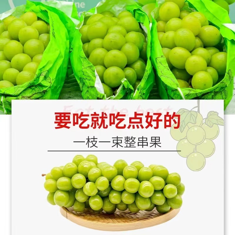 四川阳光玫瑰大量上市产地直发量大价优可视频看货欢迎老板