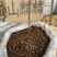 批发山麒麟麒麟竭鹿角草根泡酒
