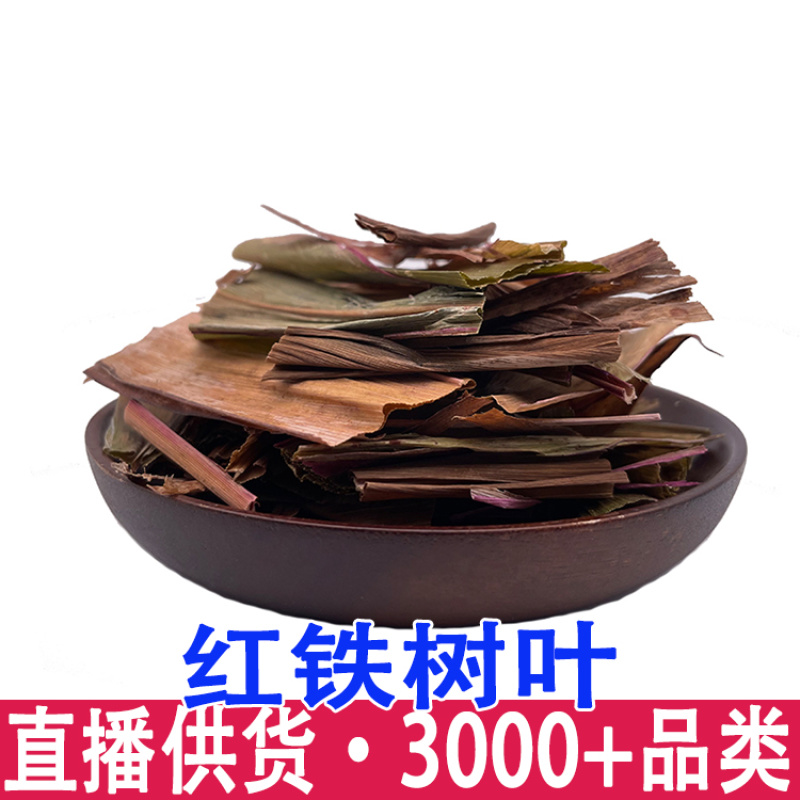 红铁树叶朱蕉叶铁树叶朱竹叶铁连草