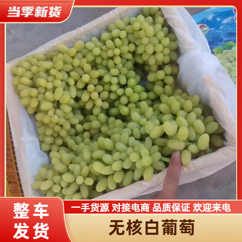 精品无核白葡萄新疆葡萄新鲜水果批发