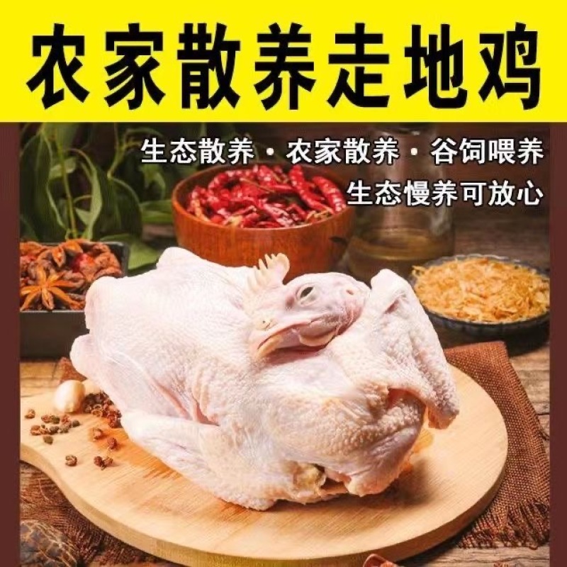 山东聊城椒麻鸡厂家厂家直发保证质量欢迎致电合作