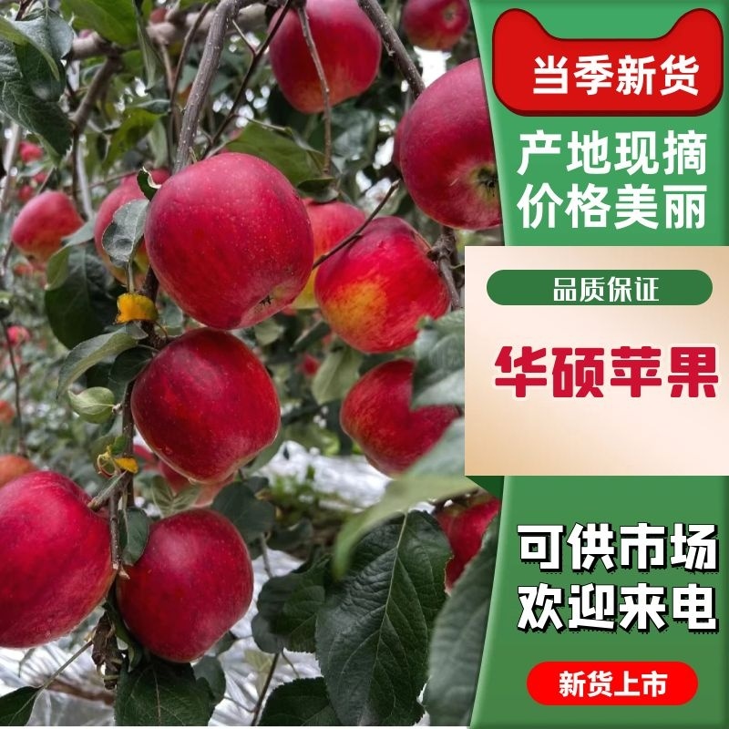 云南昭通华硕苹果色泽光艳产地直发大量供应承接电商团
