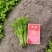 山东芹菜苗皇后芹菜苗全国发货，基地直供技术指导量大优惠