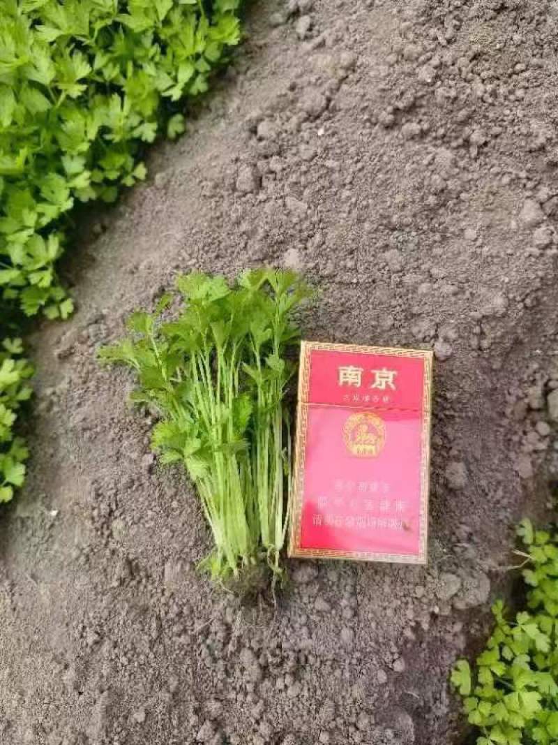 山东芹菜苗皇后芹菜苗全国发货，基地直供技术指导量大优惠