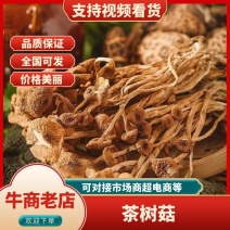 不开伞茶树菇，新春上市