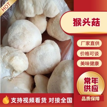 新季猴头菇入库分拣中，大量供应，诚信商家经营