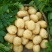 沃土5号土豆货源充足品质保障产地直发需要电话洽谈