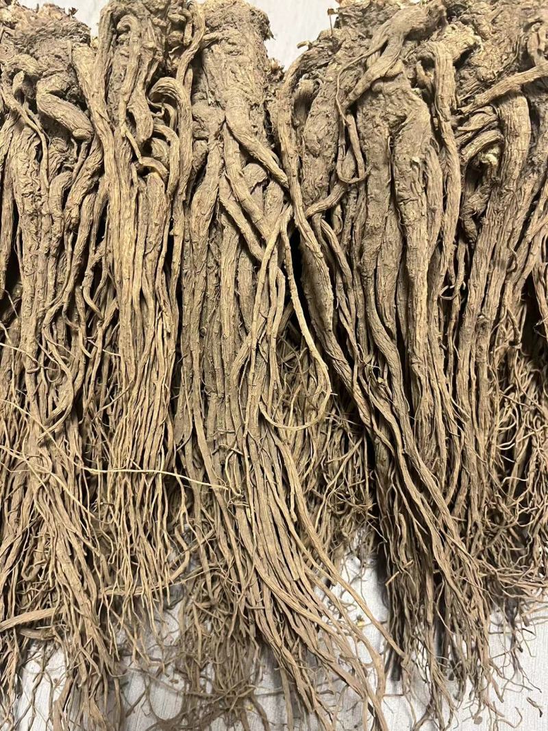 【优选】甘肃当归-长期供应-正品保障-批发优惠新鲜采摘高品质