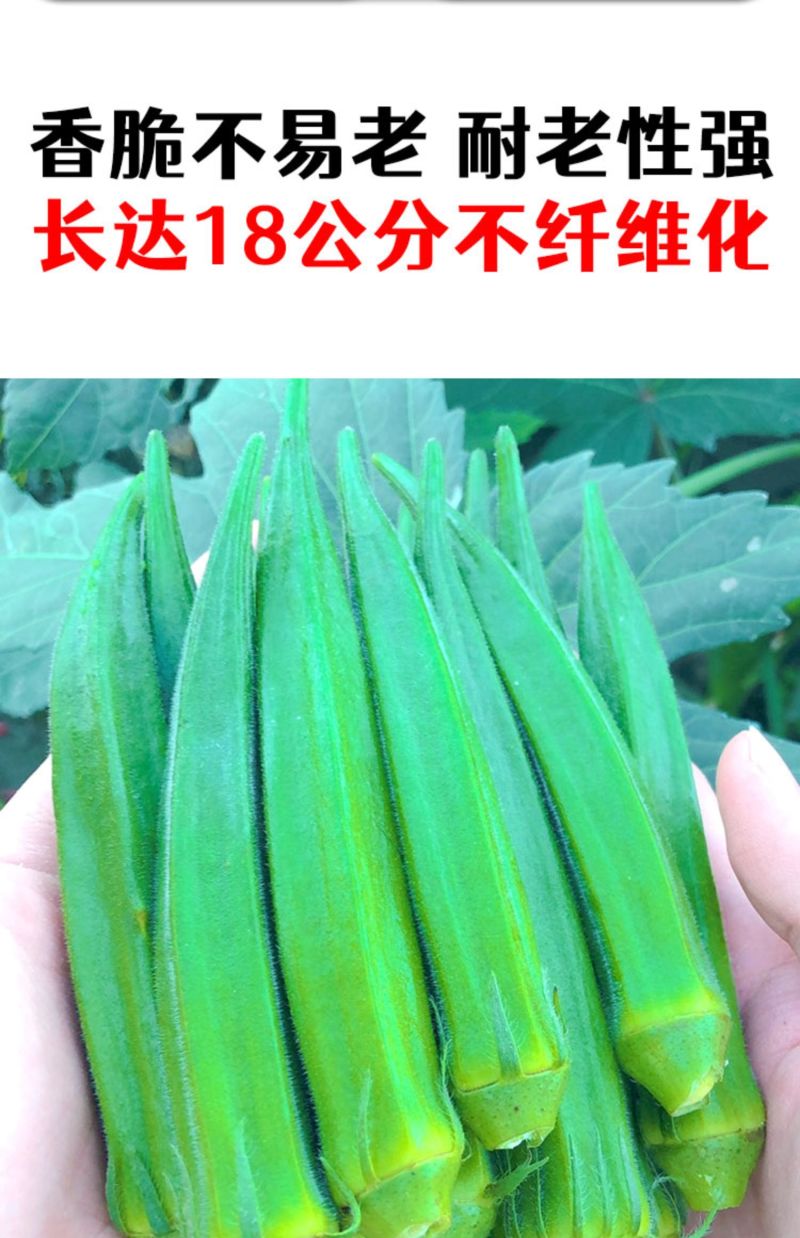 水果秋葵种子蒴果油绿明亮抗病耐老