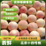 精品桃子北京14号桃子货源充足量大从优质量保证欢迎咨