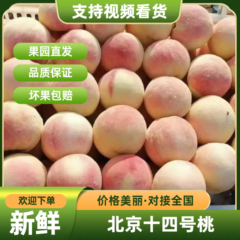 精品桃子北京14号桃子货源充足量大从优质量保证欢迎咨