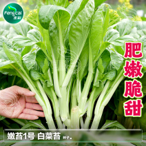 嫩苔1号白菜苔种子主苔粗纤维少味道甜亩产2800kg